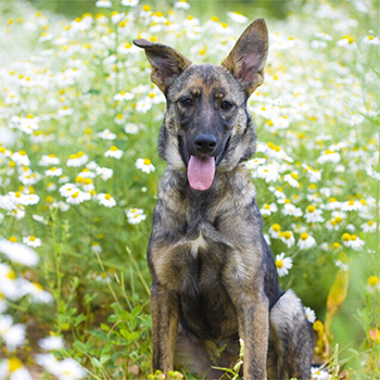 Собака из приюта весной
