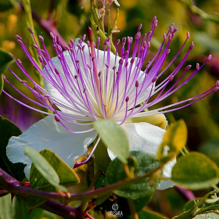 Seeds of capers (Capparis) — 15 pcs