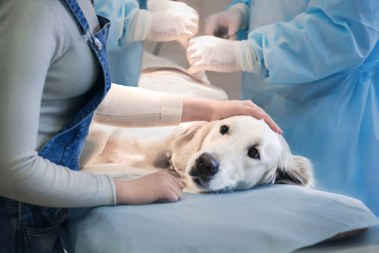 Как принять решение о стерилизации собаки?