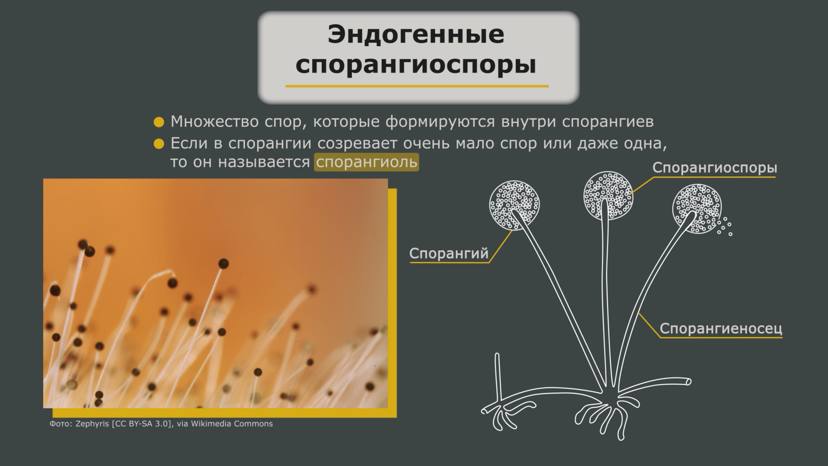 Систематика эукариот