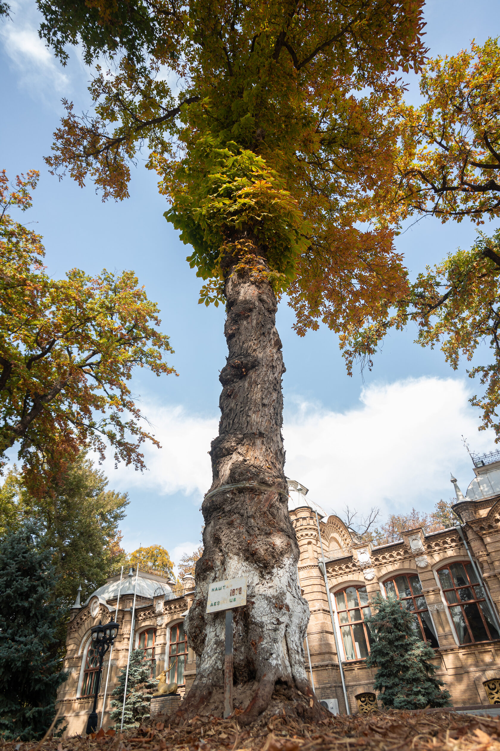 Деревья в узбекистане фото