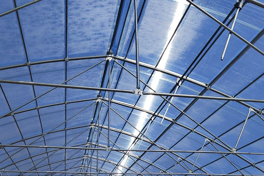 урожай в теплице