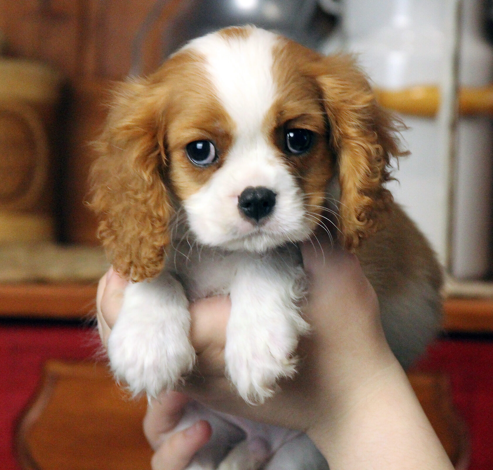 щенки спаниеля 