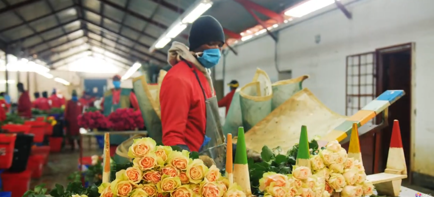 Розы с плантации Subati