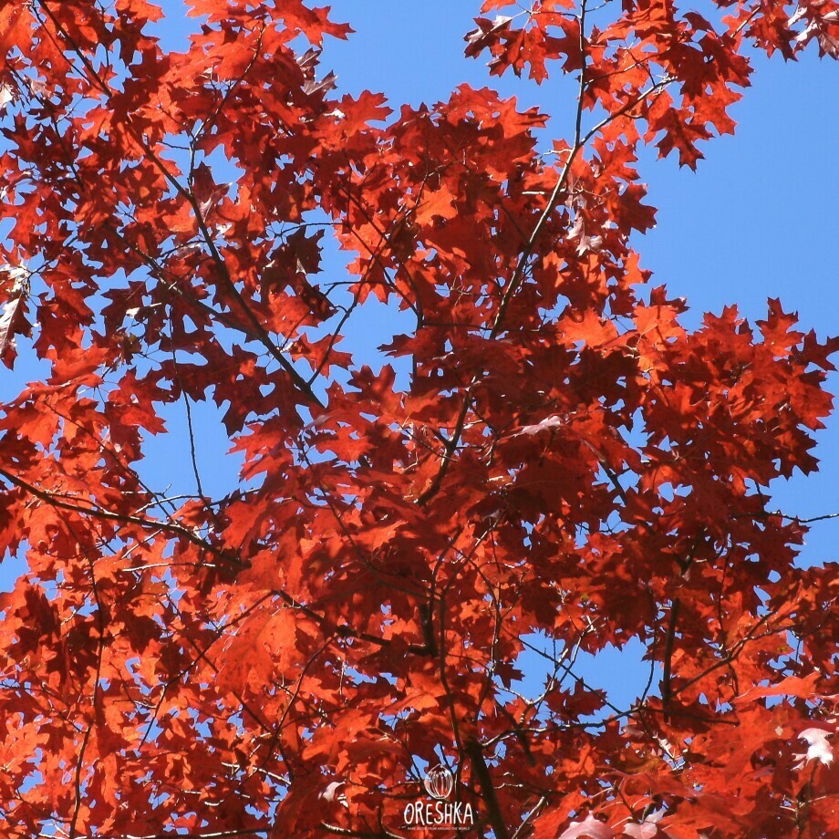 Quercus rubra northern red oak scarlet autumn leaves October forest