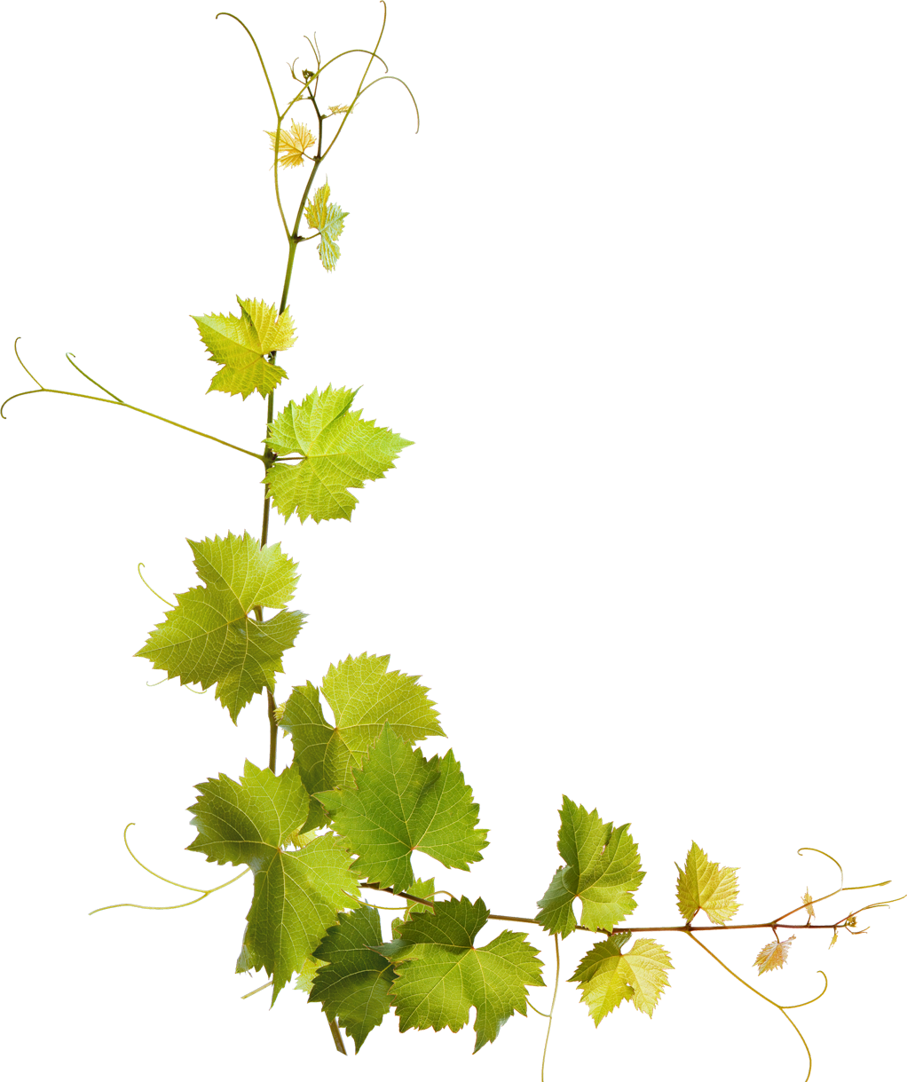 Листья виноградной лозы. Ветка виноградной лозы. Виноградная лоза листья. Виноградная лоза пнгпнг. Виноградный лист на белом фоне.