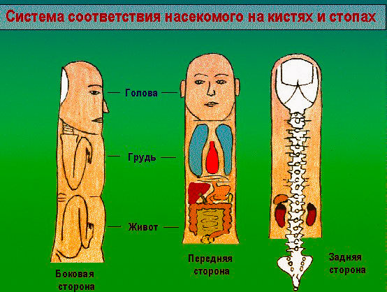 Система насекомого су джок картинки