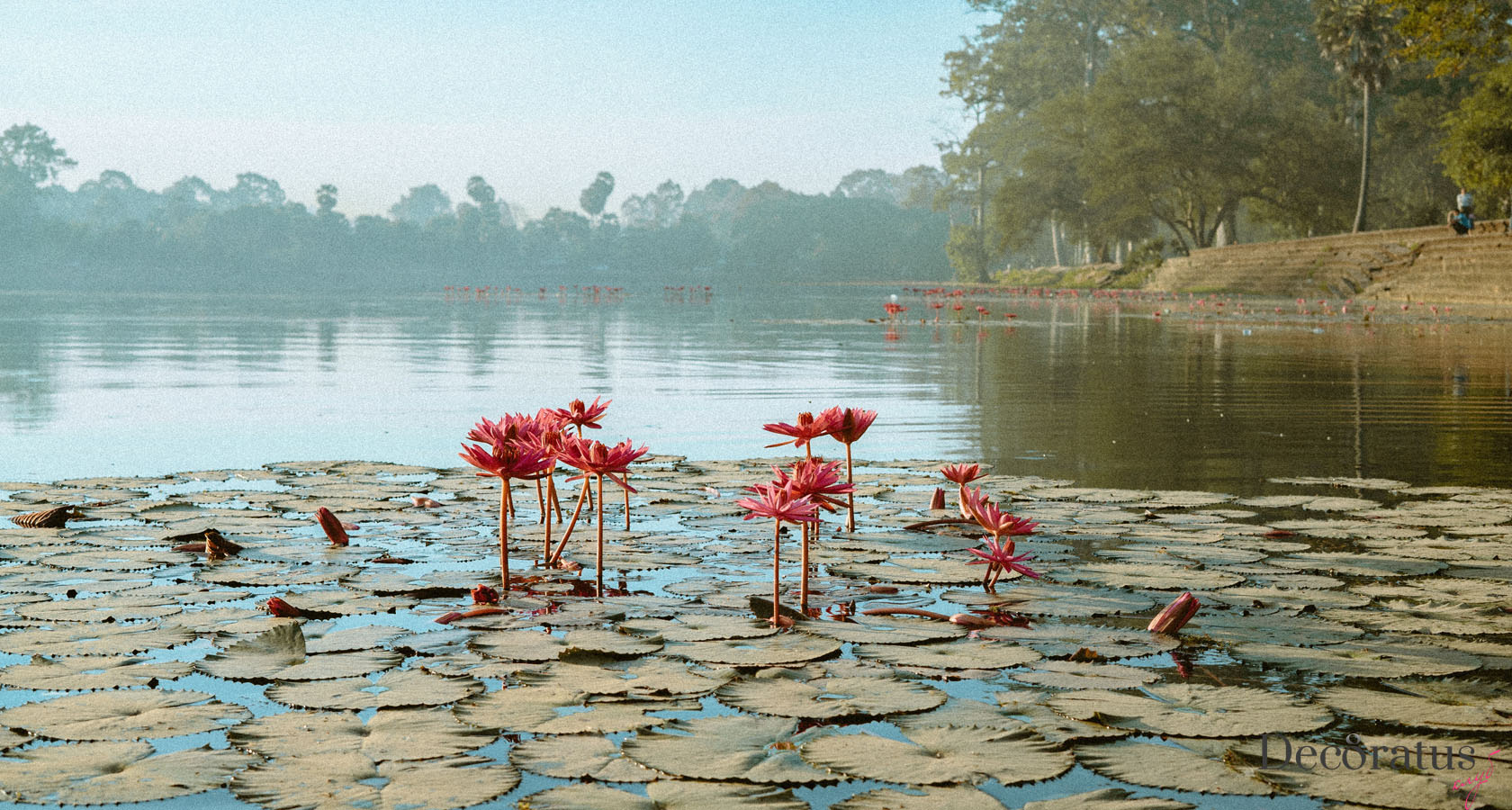 пруд с лотосами на озере тонлесап камбоджа