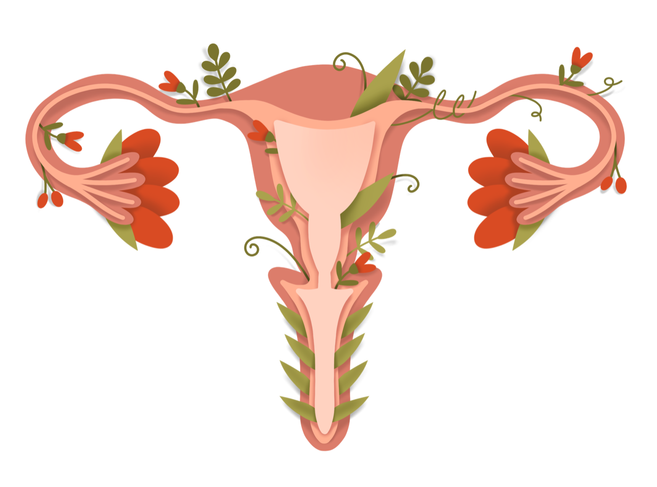 Рисунок женских органов. Женский половой орган. Здоровые женские органы. Строение женских органов.