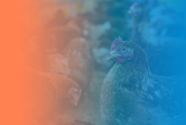 Сравнение эффективности бактериофагов с антибиотиками для выращивания ...