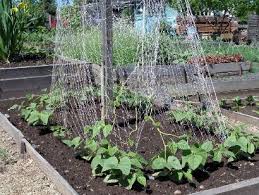 Розы гибриды мускусные