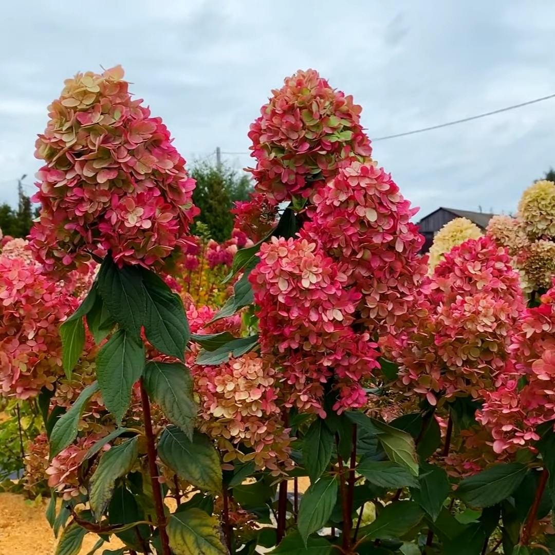 Гортензия метельчатая граффити