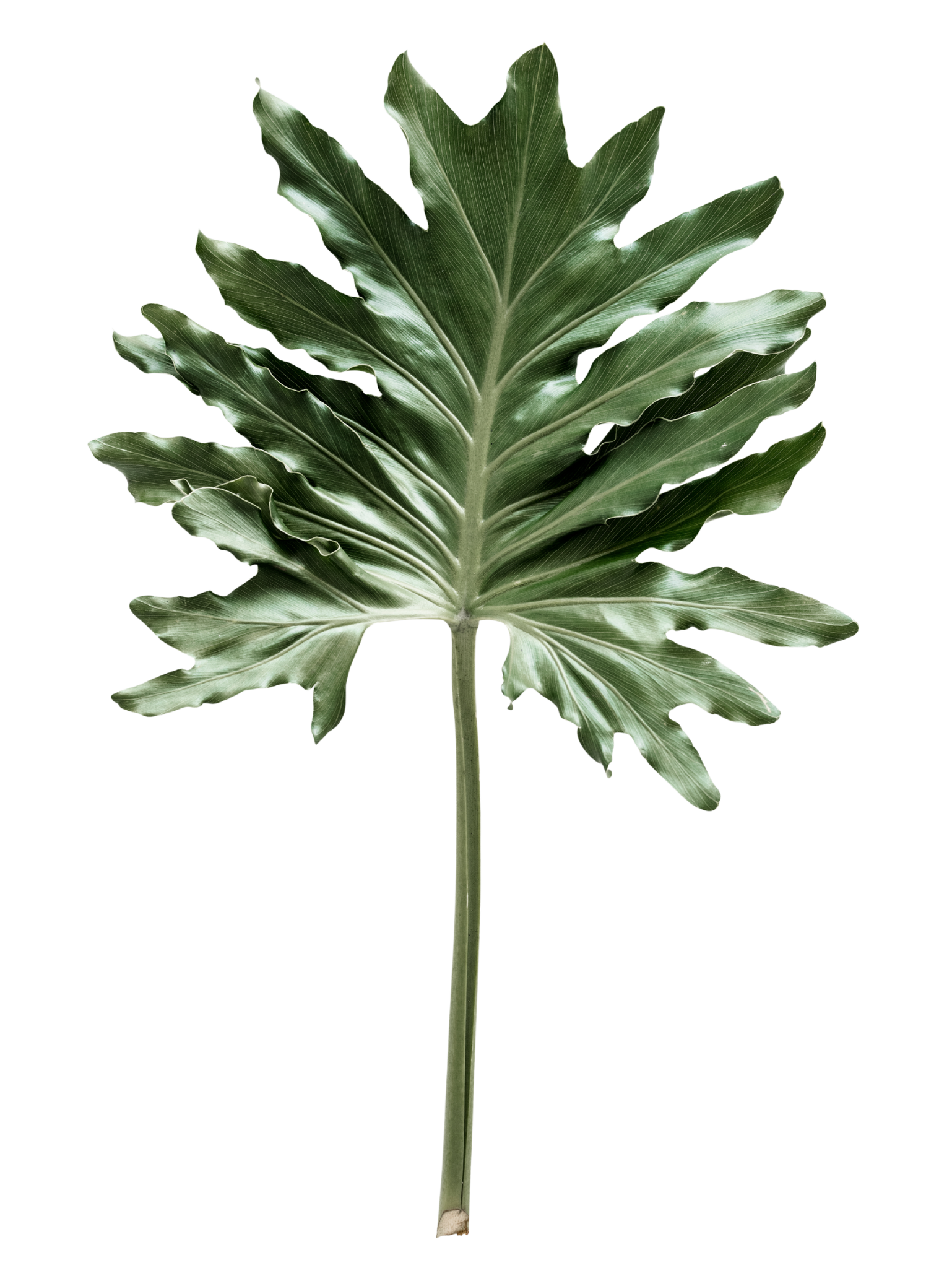 Левый папоротник