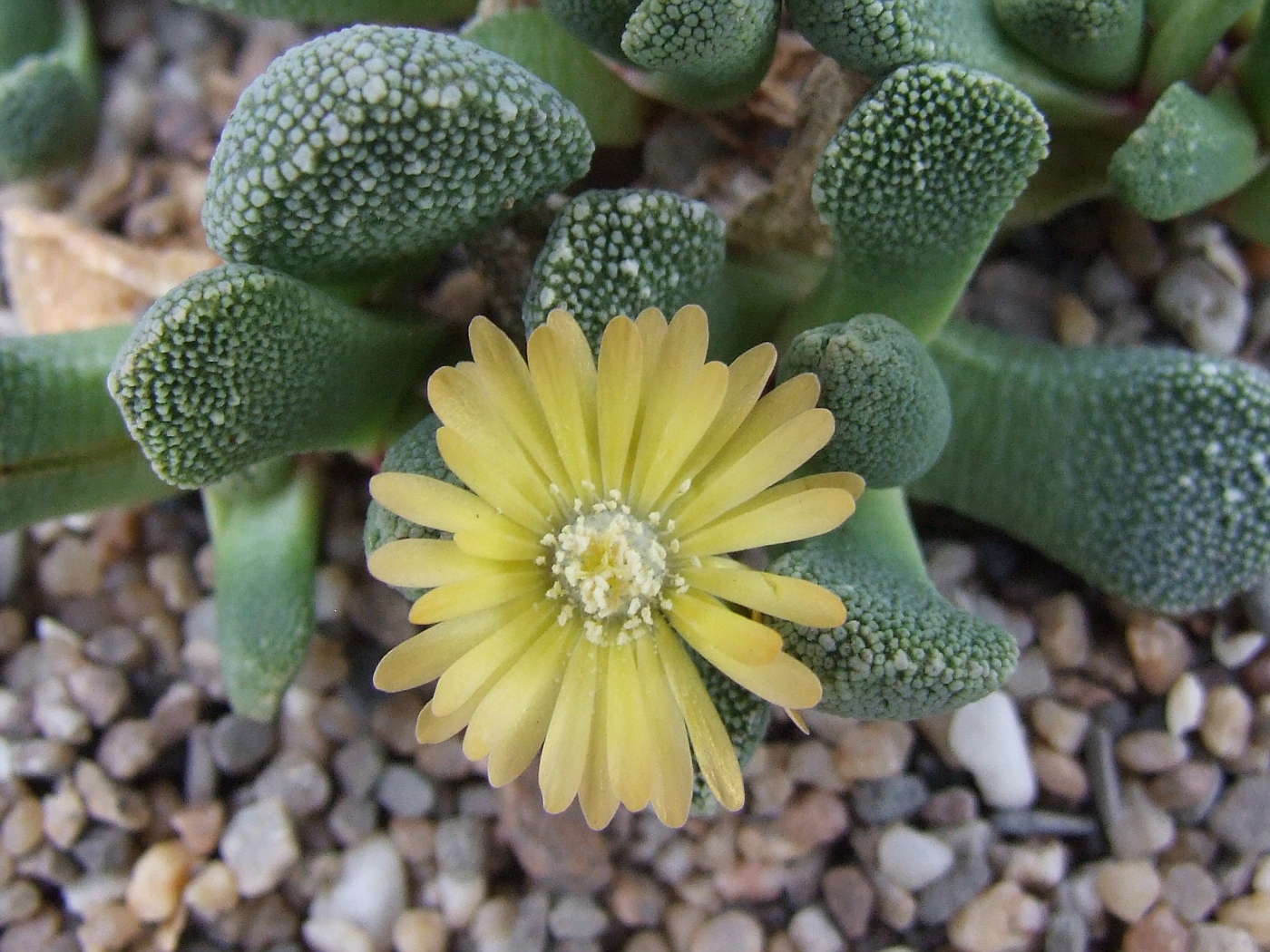 Aloinopsis luckhoffii фото