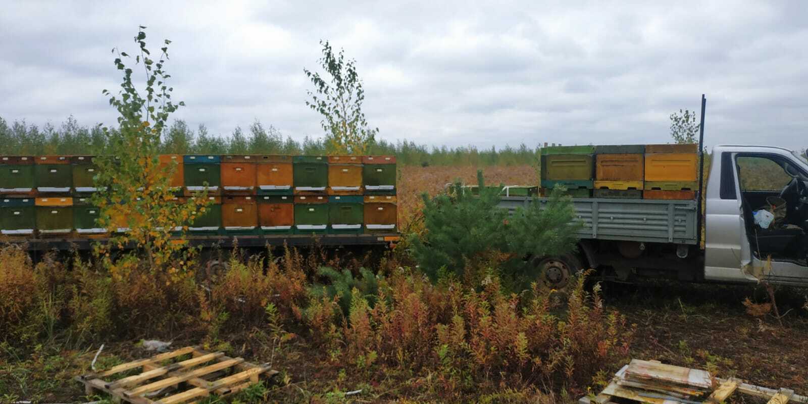 Тайная жизнь Варроа