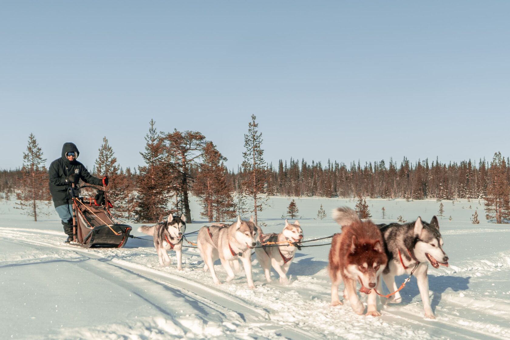 Катание на упряжке хаски