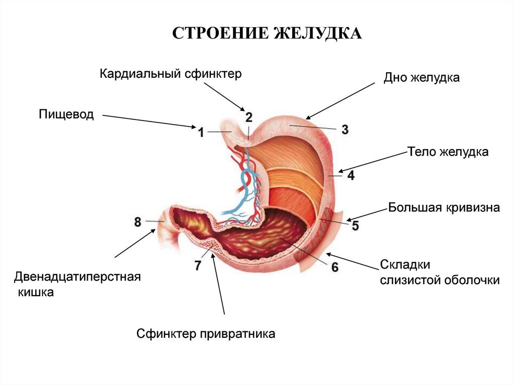 Устройство кишечника и желудка человека схема