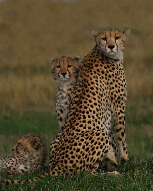 3 день. Переезд в Масаи Мара.