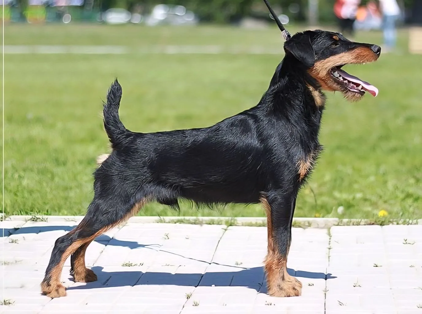 Отвесная пясть