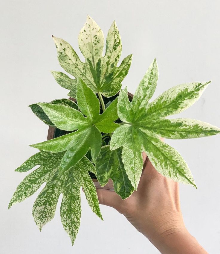 Green indoor plant in pot