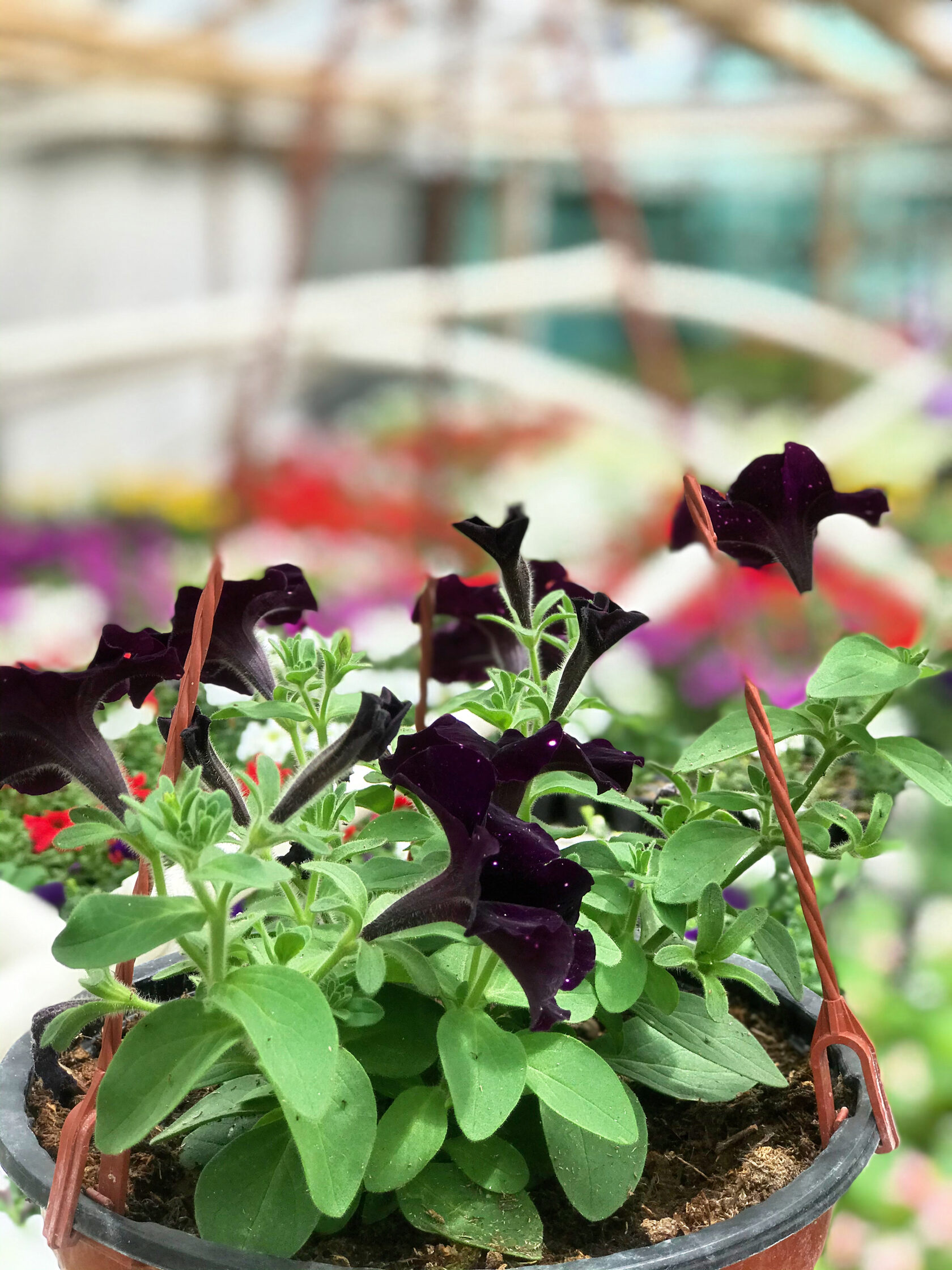 купить цветы кашпо 