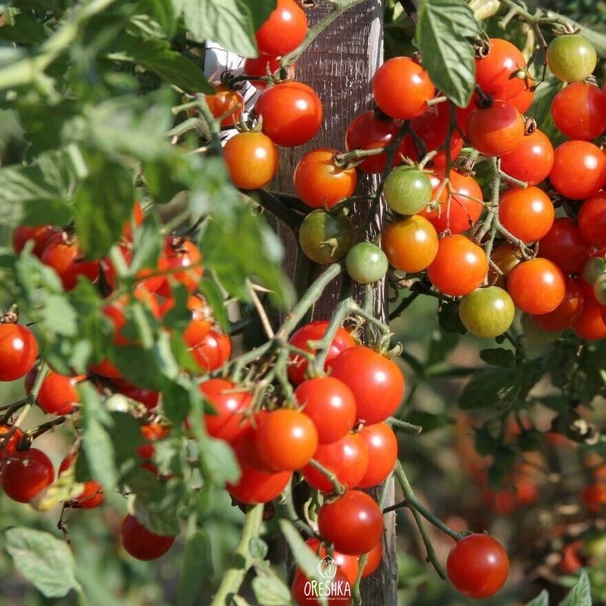 Seeds of Tomato Cherry Cocktail (solanum lycopersicum) — 10 pcs
