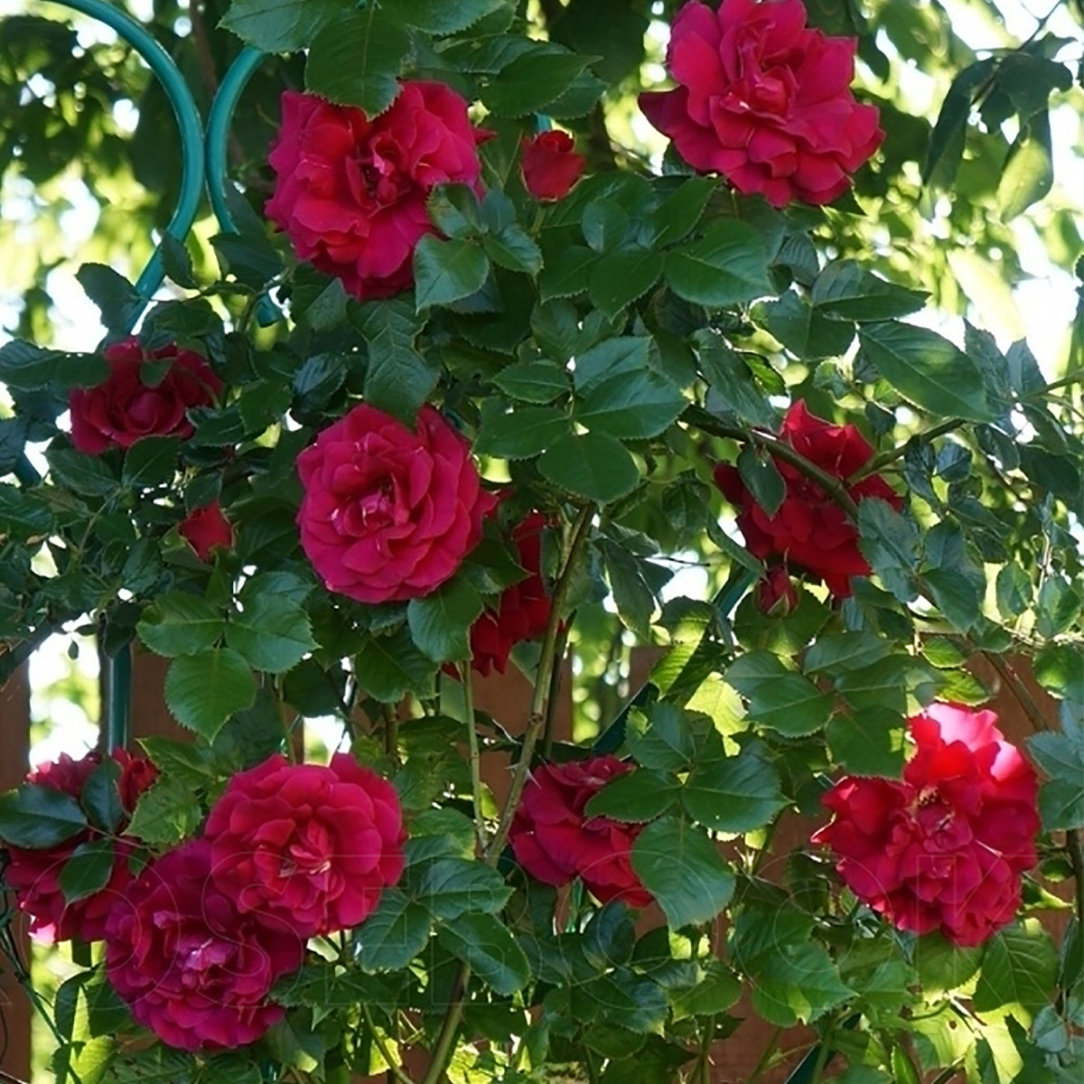 Crimson Glory CL. Grimpant роза