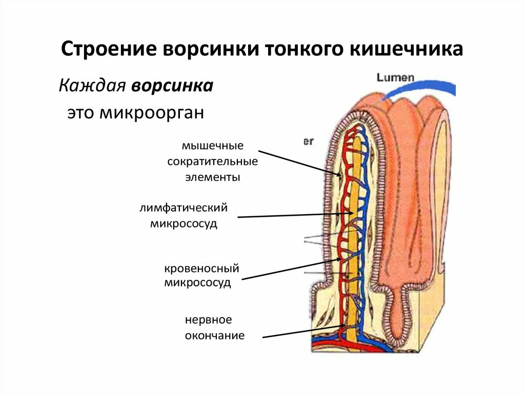 Чистка лимфы