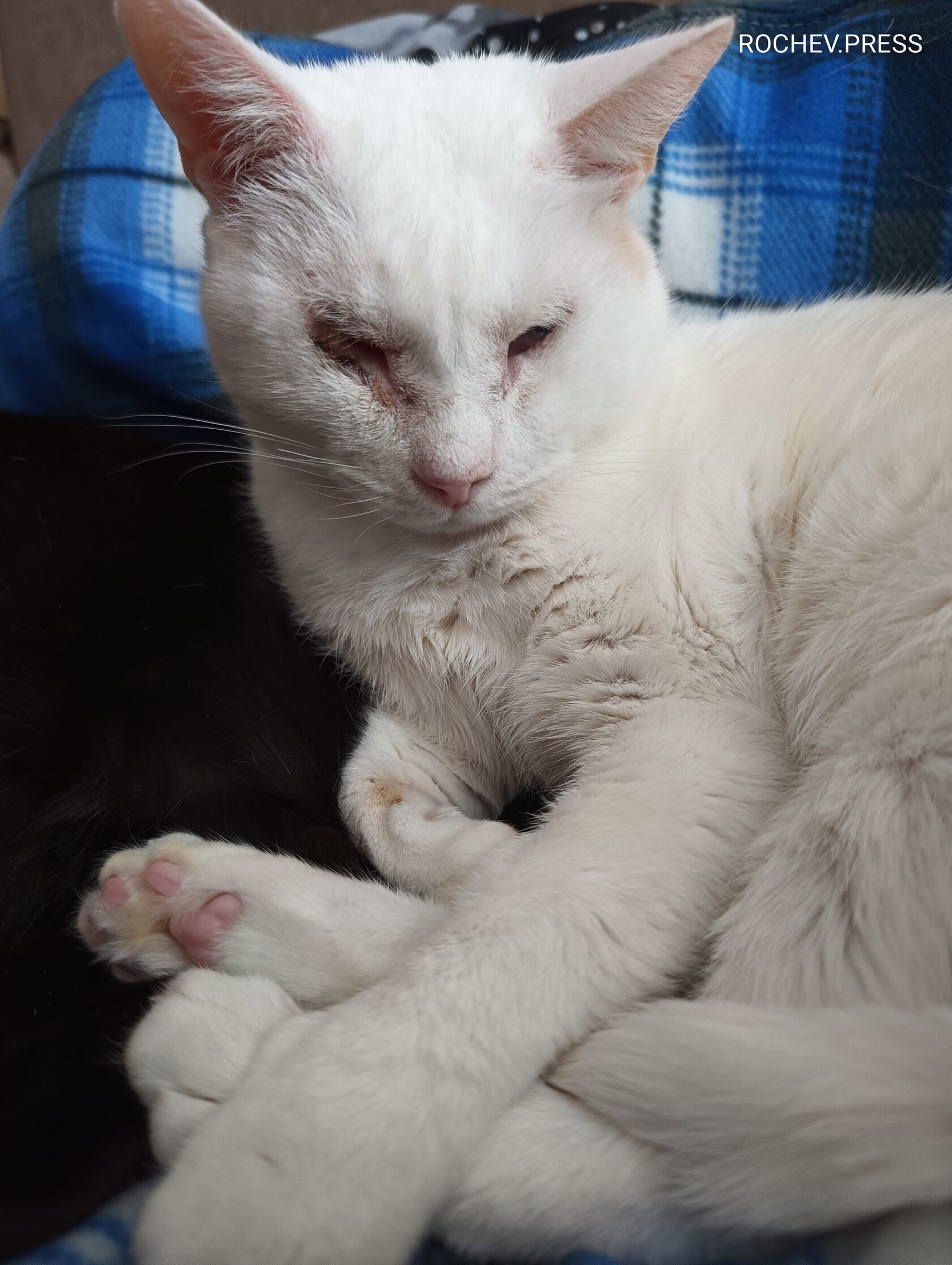 слепой кот, тимомафия, белый кот, ангорка