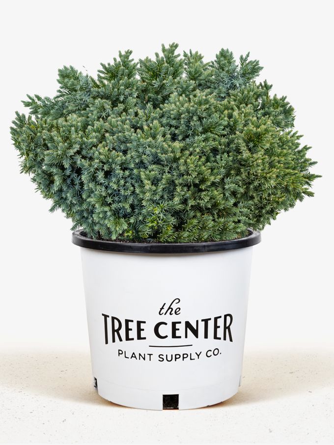 Potted plant on wooden shelf