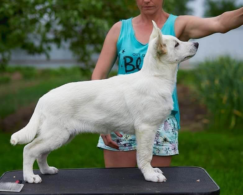 Белая Швейцарская Овчарка Купить Москва