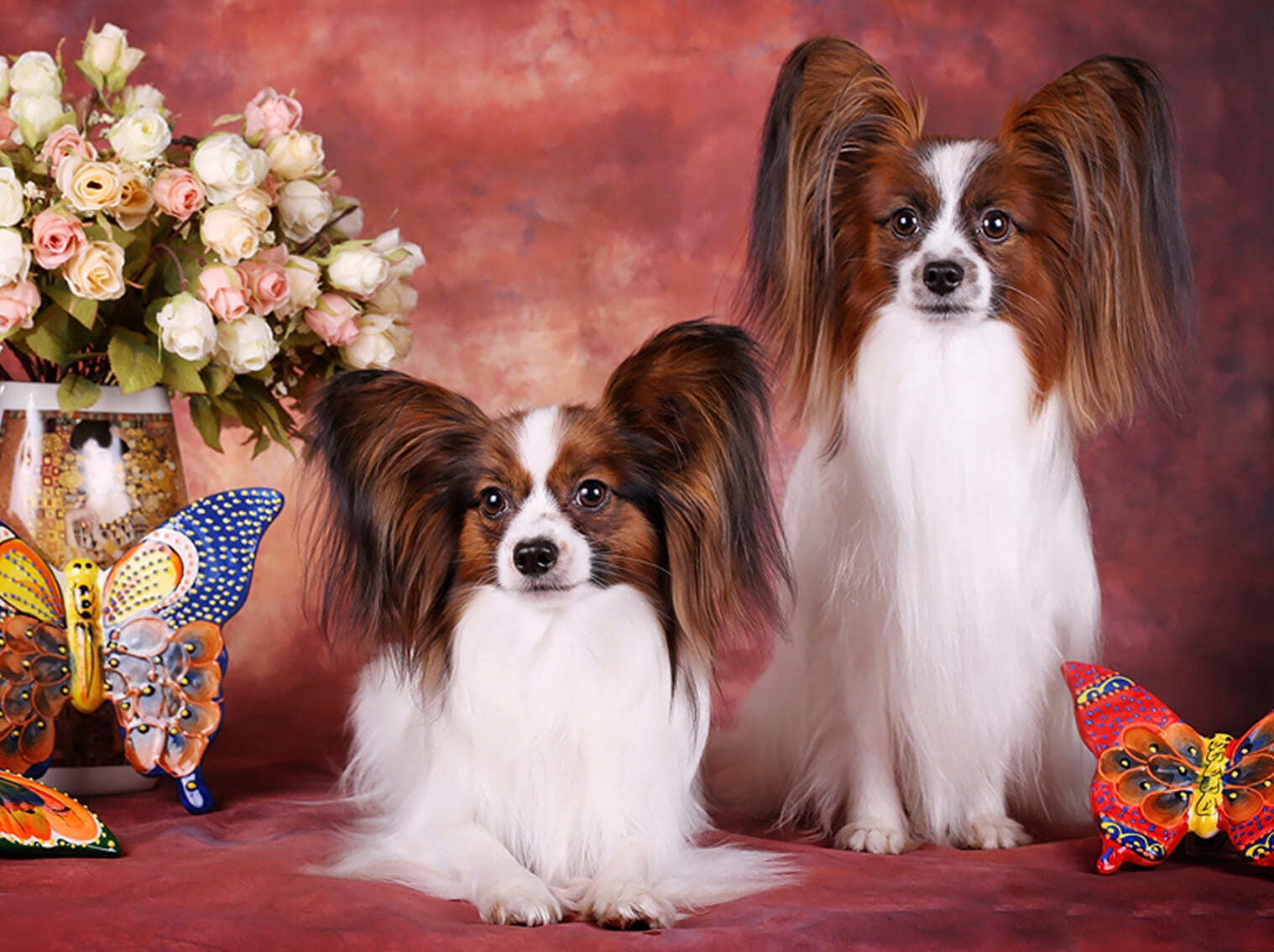 два папийона и ваза с розами