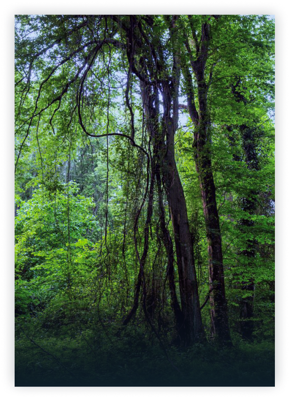 Самурский лес
