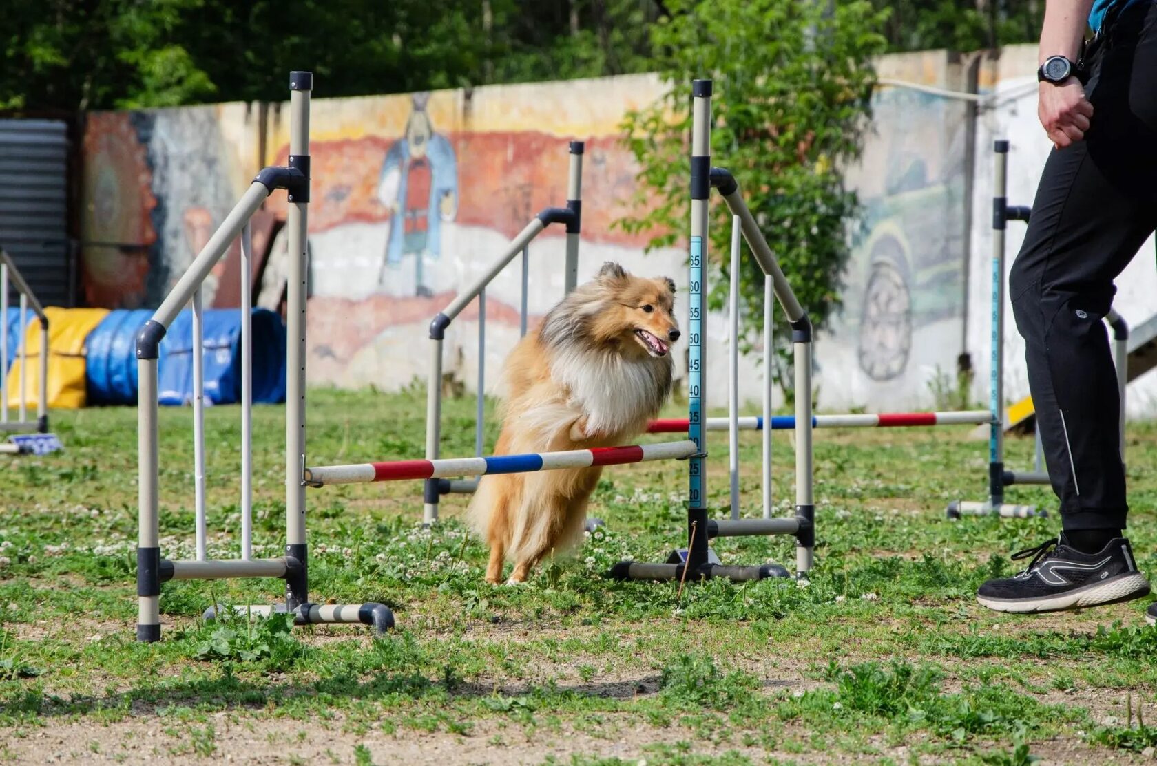 Шелти у барьера