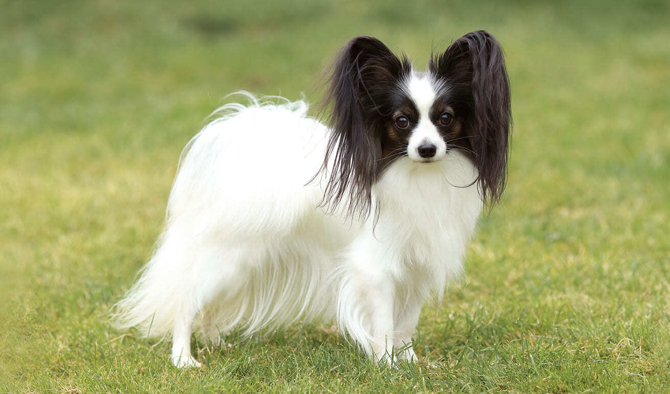 папийон на траве