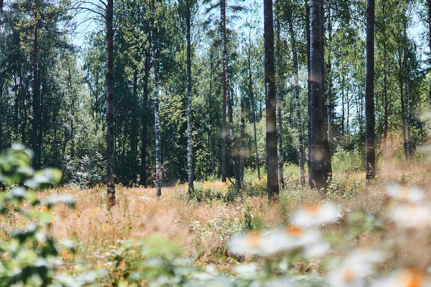 Дома в Зеленогорске