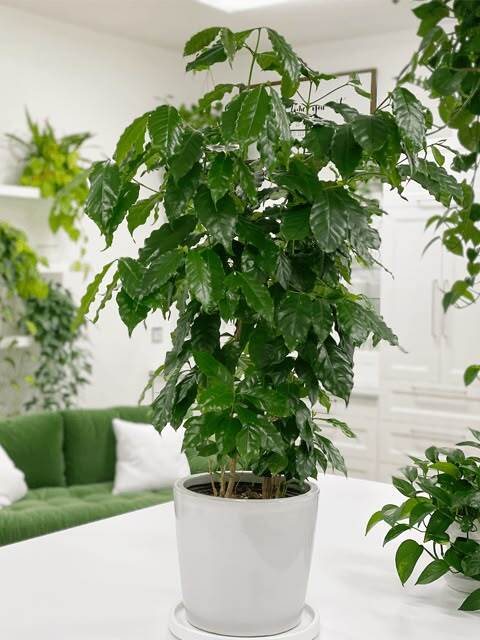 Potted plant on wooden shelf