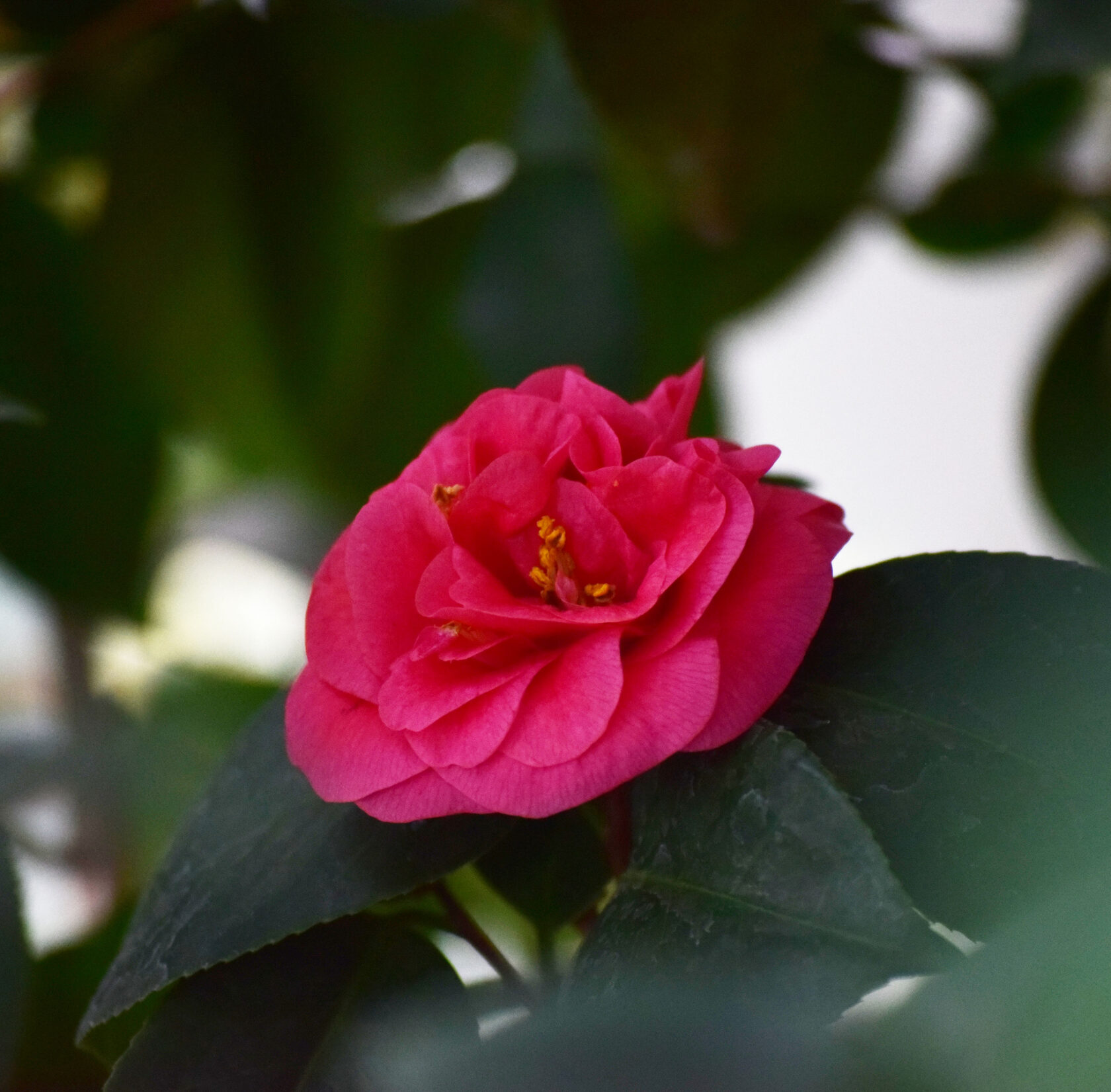  Камелия японская. Ботанический сад КемГУ. Фото Журавлевой Л.В.