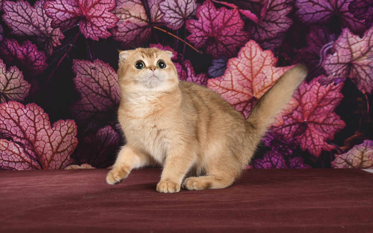 Породистая кошка, скоттиш фолд, питомник шотландских котят