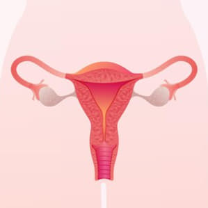 Матка и придатки