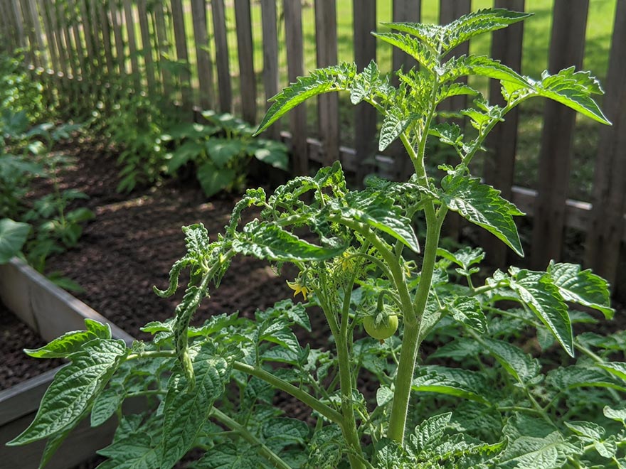 Tomato plant recovering with new normal growth after herbicide drift