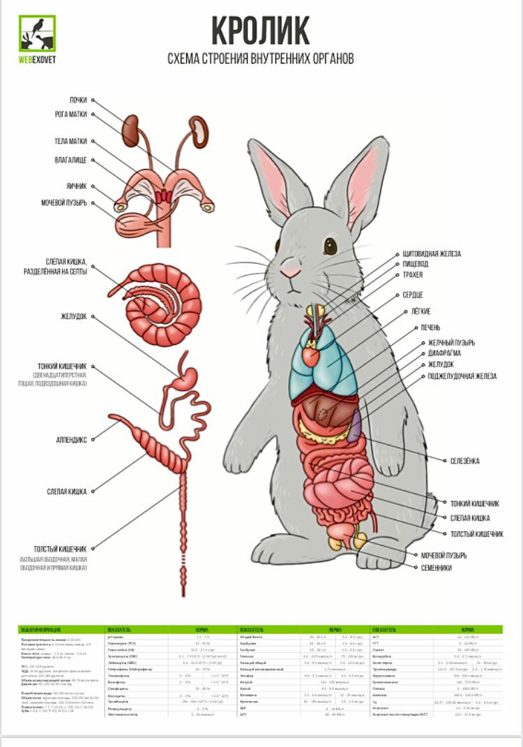Рассмотрите рисунок напишите названия внутренних органов кролика обозначенных цифрами