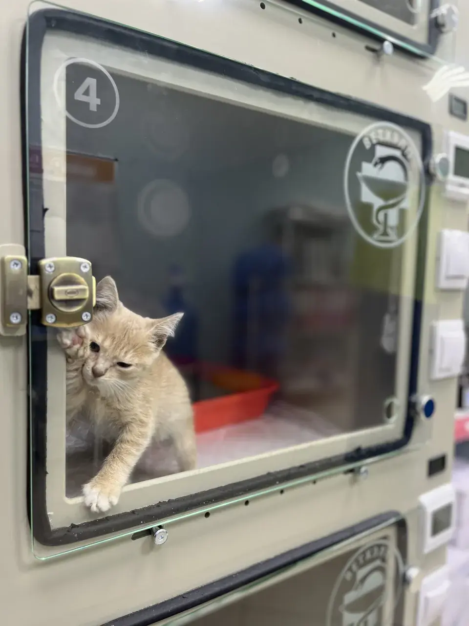 Котёнок в боксе стационара