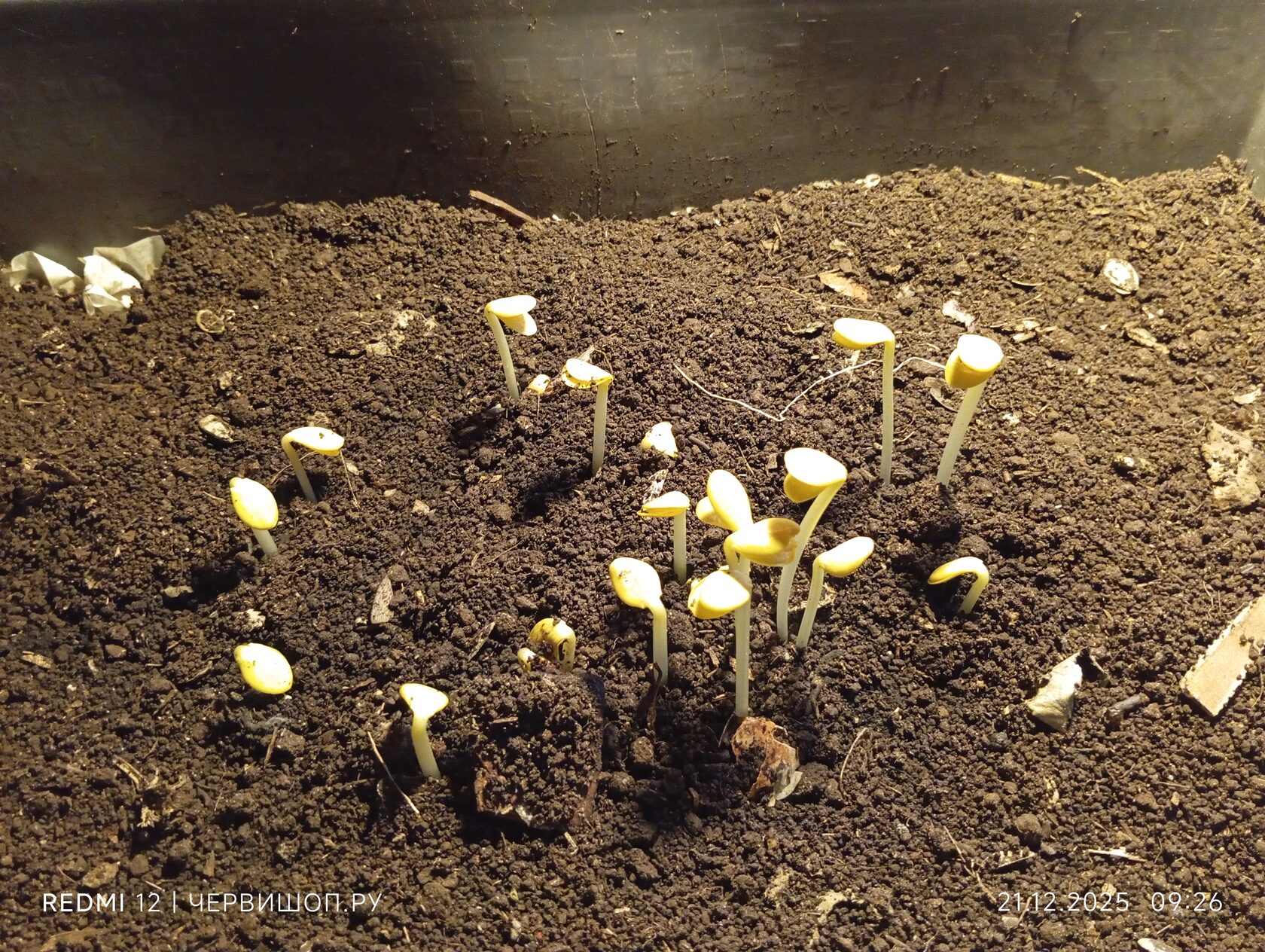 Проращивание семян