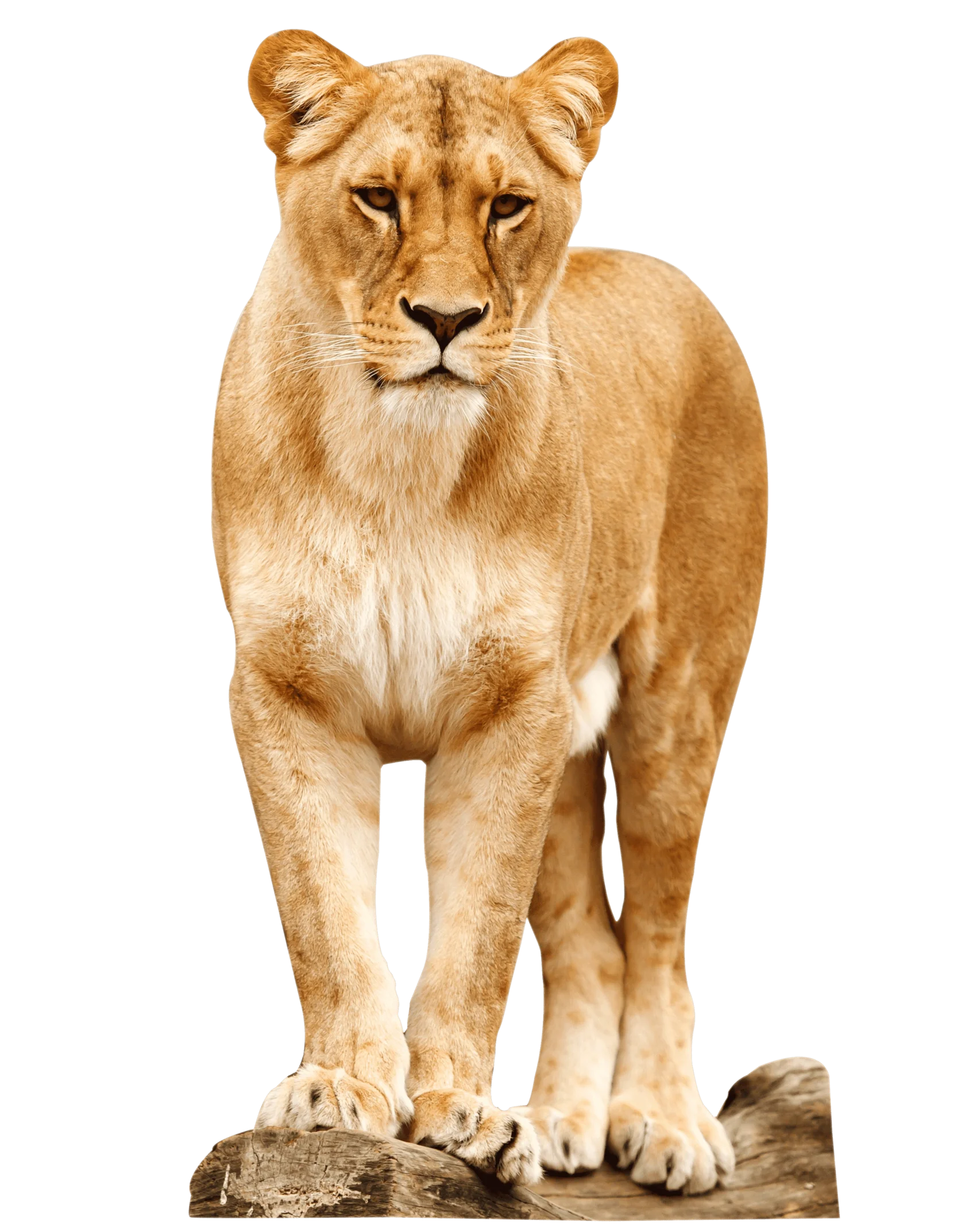 Львица - Тур в ЮАР