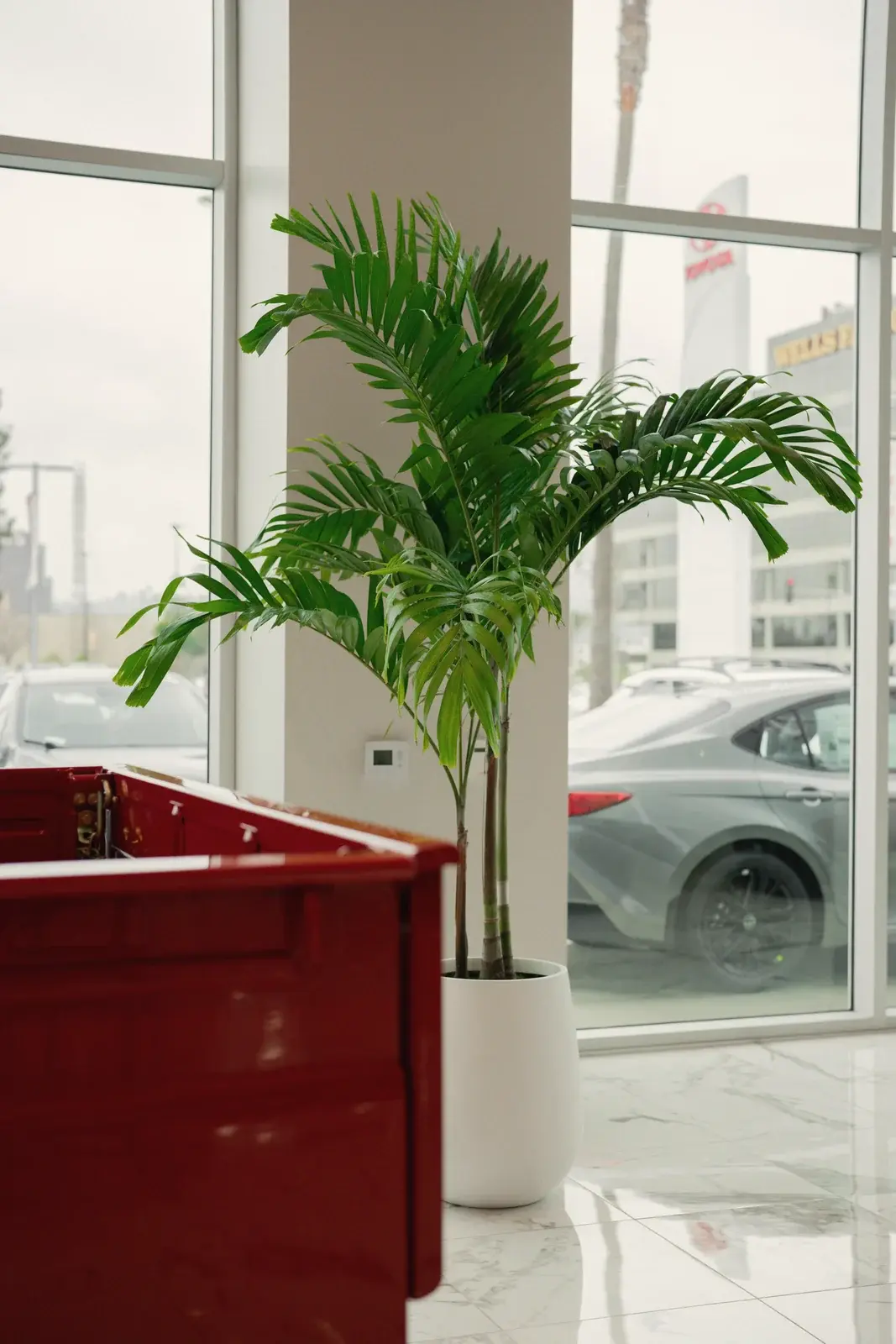 Palm in a white planter by a red counter on the Toyota of West Covina showroom floor