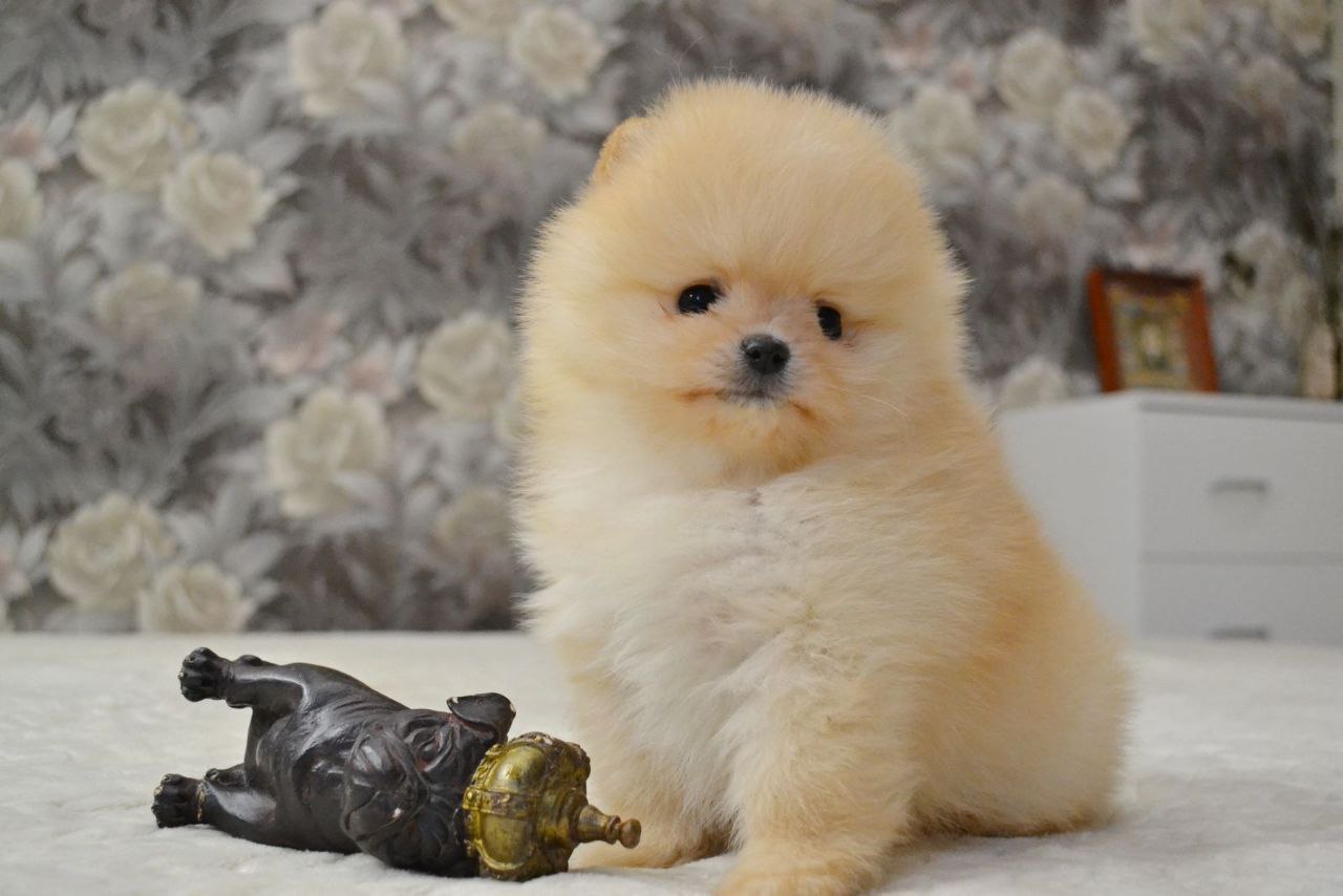 Купить Собаку Шпиц В Ессентуках