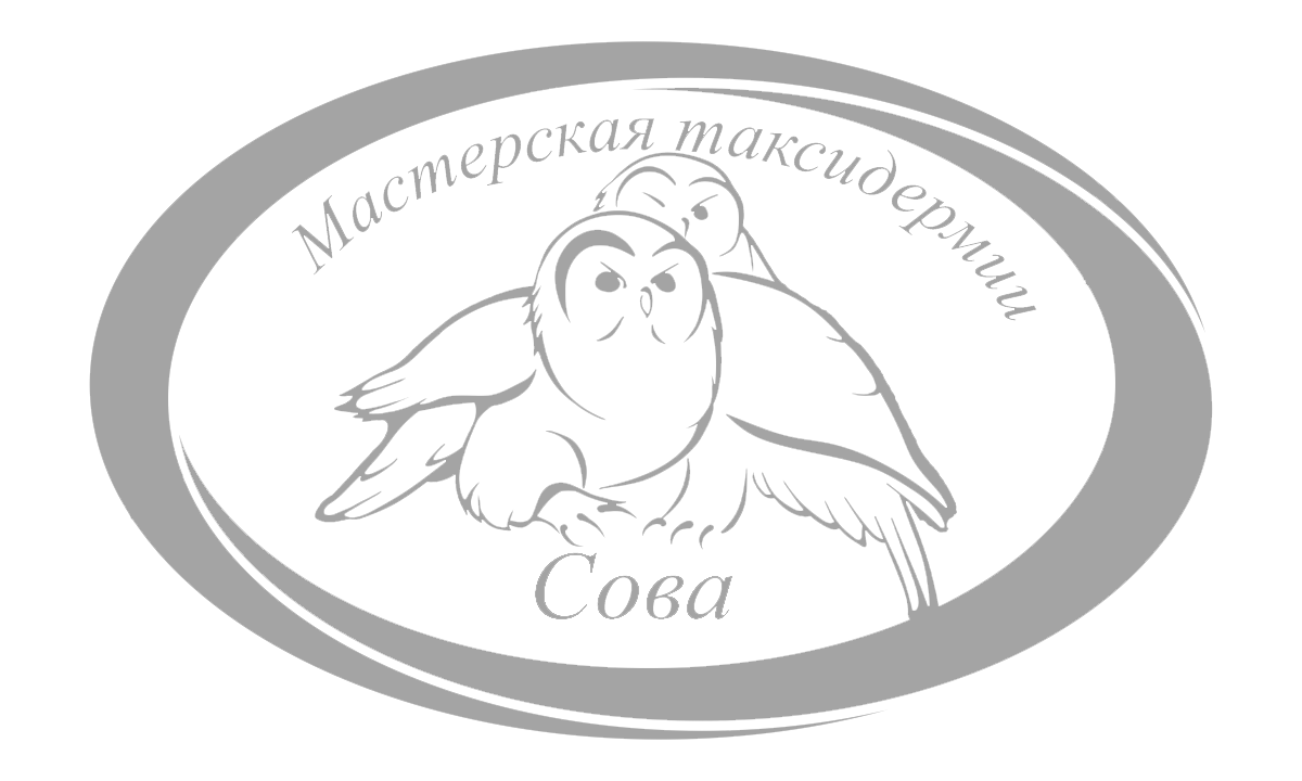 Чучело животных | Чучело птицы | Чучела купить | Таксидермия ...