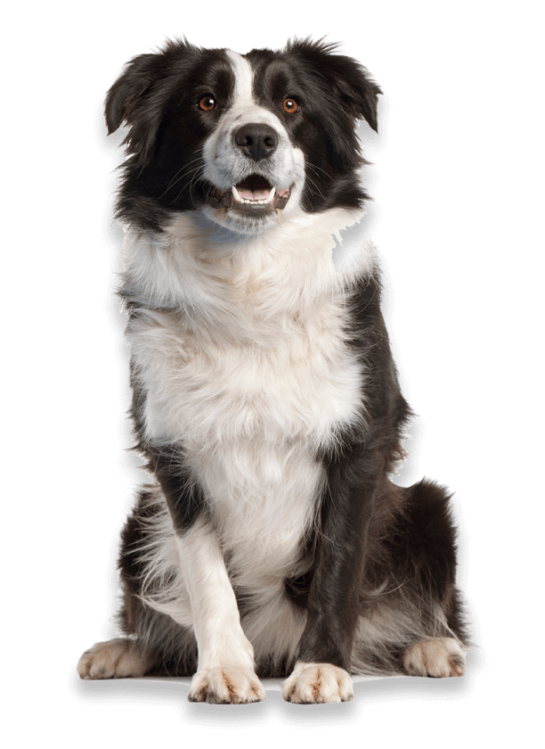 вылечить собаку ставрополь