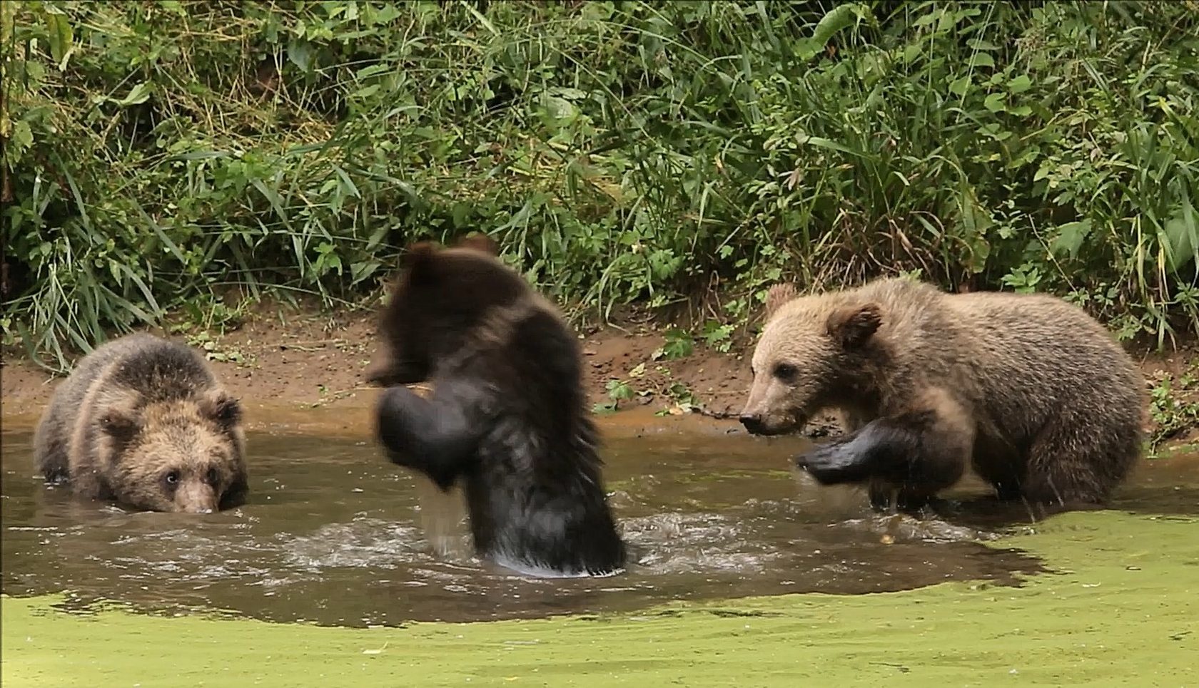 Медведь купается Тайга